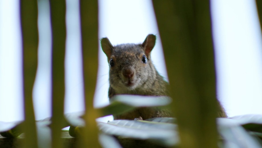 Caracterizan estudiantes la biodiversidad  de la universidad del caribe