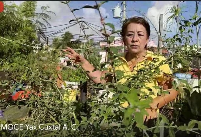 Impulsa la universidad del caribe  ejercicios de agronomía urbana