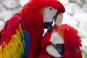 Presentará Xcaret documental sobre la Guacamaya roja en la Unicaribe