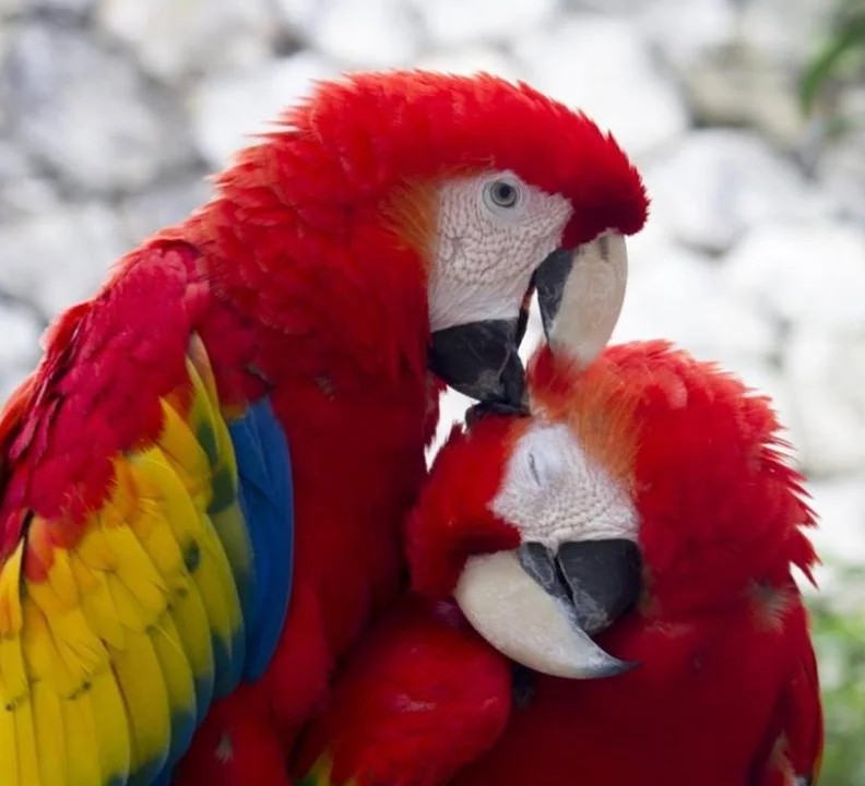 Presentará xcaret documental sobre la guacamaya roja en la unicaribe