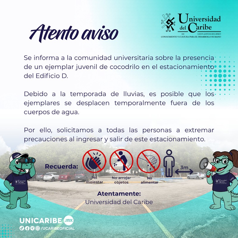 ¡Cocodrilos a la vista!